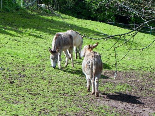 6.-Donkeys-near-River-Avill-Dunster-2