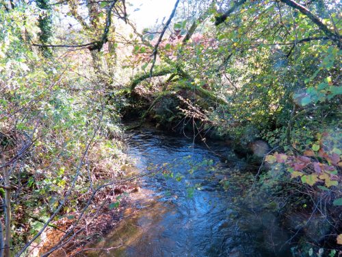 6.-Downstream-from-Nightcott-Bridge-5