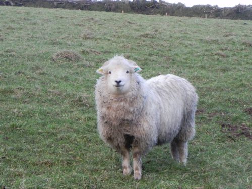 6.-Ewe-by-Wimbleball-Lake
