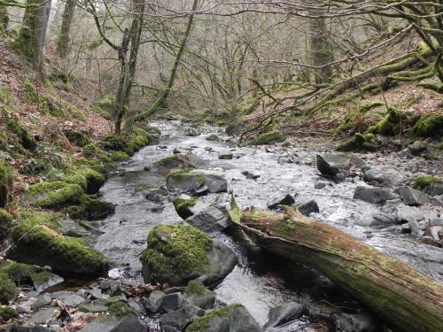 6.-Flowing-through-Wilmersham-Wood