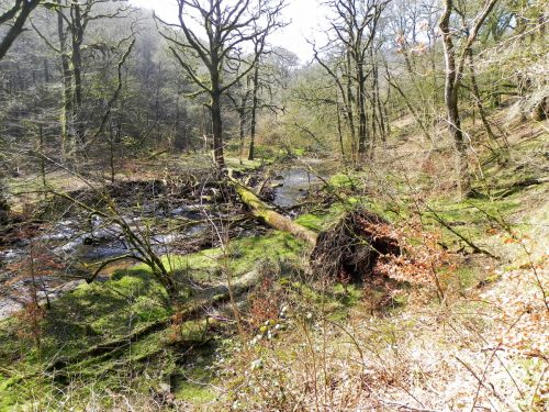 6.-Log-jam-Hawkridge-Ridge-Woods-2