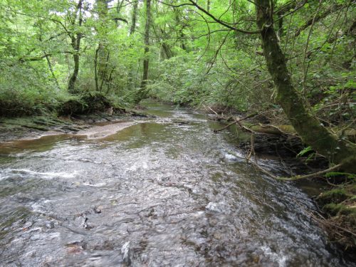 6.-Looking-upstream-to-lower-weir-Muzzy-Grove-Copse