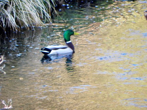 6.-Mallard-on-Chalk-Water-2
