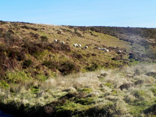 6.-Sheep-above-Hoccombe-Water-2