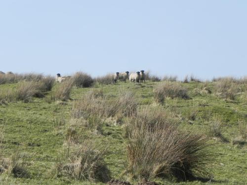 6.-Sheep-near-Aclands-Farm