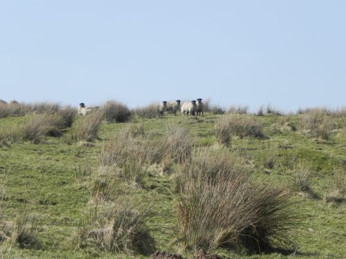 6.-Sheep-near-Aclands-Farm