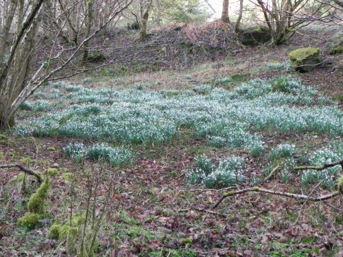 6.-Snowdrops-by-Hoar-Oak-Water-Combe-Park