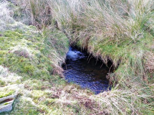 6.-The-early-stream-2 (1) (1) (1)