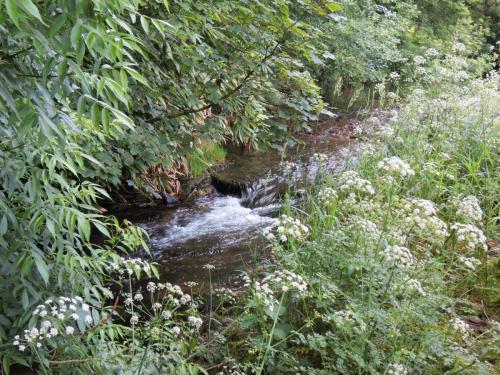 6.-Upstream-from-Court-Cottage-Bridge-1