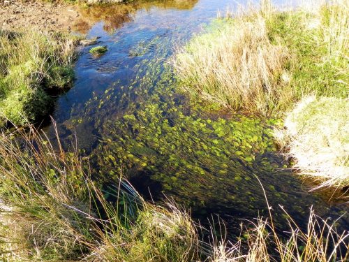 6.-Water-plants-in-early-stream-2