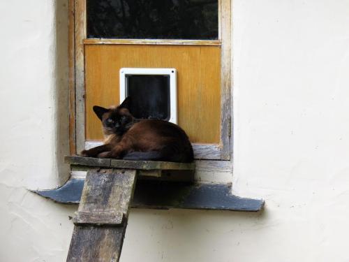 62.-Cat-steps-at-Pare-Mill-2