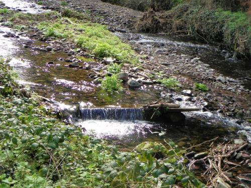 62.-Flowing-through-Breakneck-Wood-3