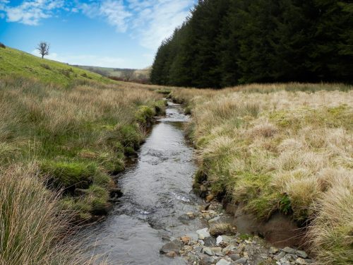 63.-Flowing-down-to-Pine-Wood-2