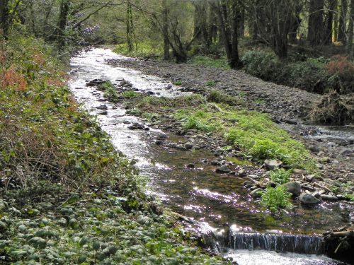 63.-Flowing-through-Breakneck-Wood-2
