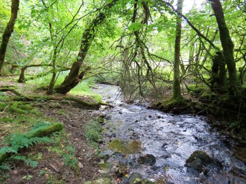 64.-Flowing-below-Stolford-Wood-2