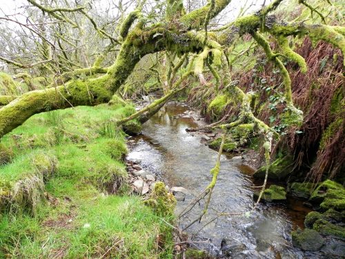 64.-Upstream-from-Willingford-Farm-2