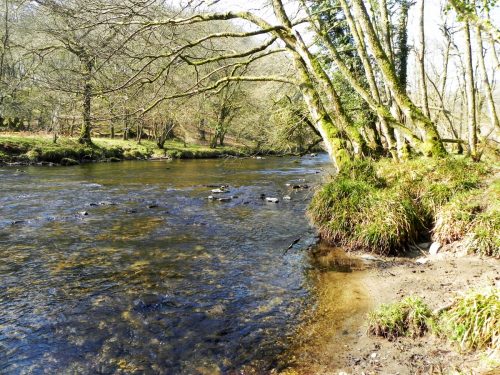 65.-Flowing-past-Dibble-Wood-2