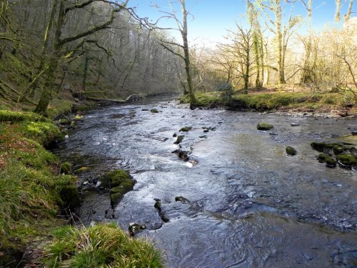 67.-Flowing-past-Dibble-Wood-2