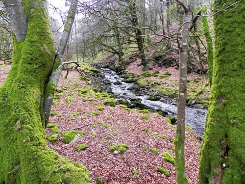 67.-Flowing-through-Lawn-Wood-2