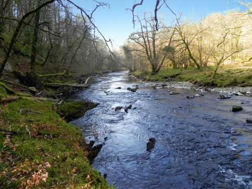 68.-Flowing-past-Dibble-Wood-2