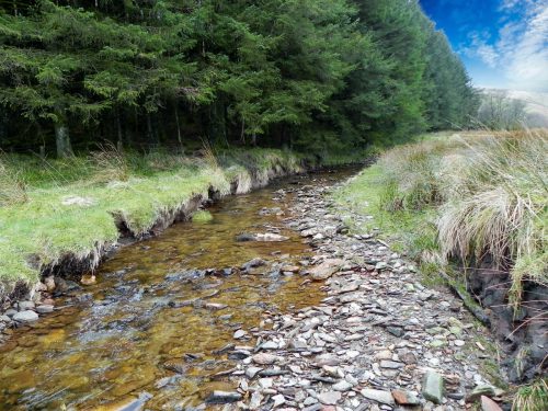 68.-Flowing-past-Pine-Wood-2