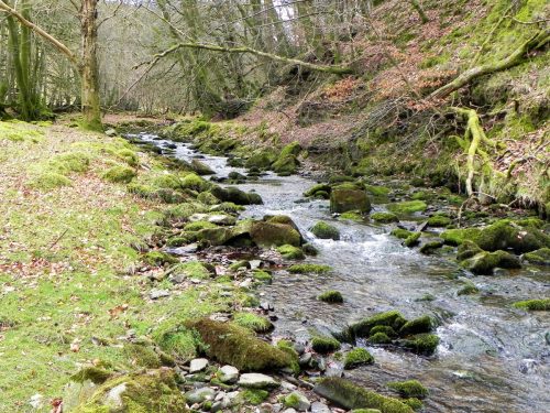 69.-Flowing-through-Lawn-Wood-2