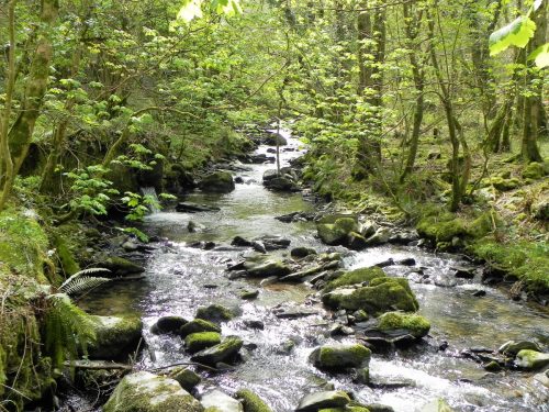 69.-Upstream-from-Mill-Farm-2