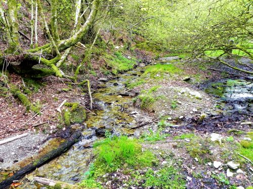 6a.-Flowing-through-Chargot-Woods-4