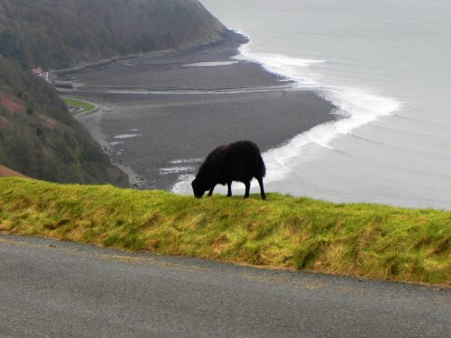 7.-Black-sheep-Lynmouth-2