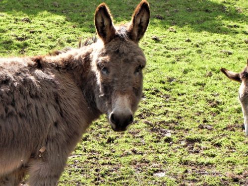 7.-Donkeys-near-River-Avill-Dunster-2