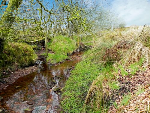 7.-Early-stream-approx-400-metres-from-source-2