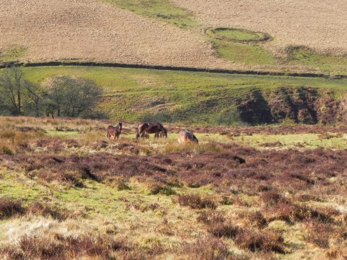 7.-Exmoor-Ponies-above-Hoaroak-Water-2