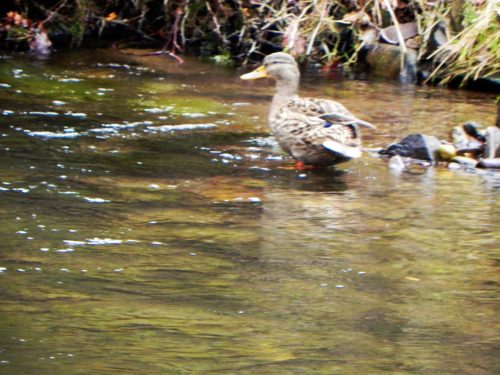 7.-Female-Mallard-on-Weir-Water-2