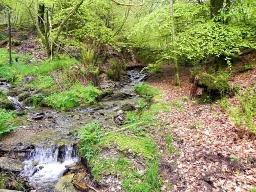 7.-Flowing-through-Chargot-Woods-14