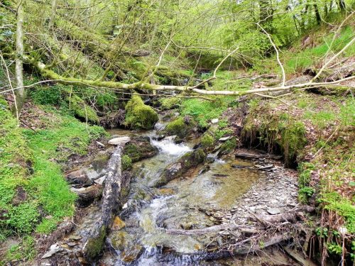 7.-Flowing-through-Chargot-Woods-16