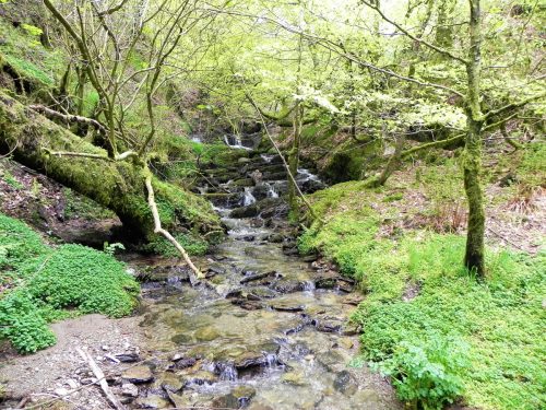 7.-Flowing-through-Chargot-Woods-17