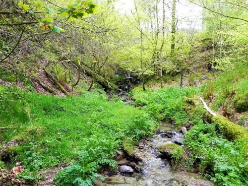 7.-Flowing-through-Chargot-Woods-19