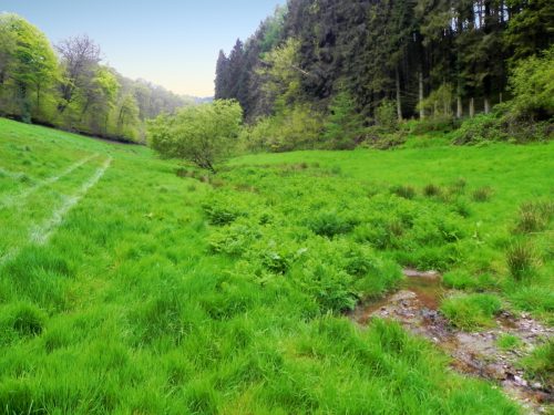 7.-Flowing-through-Chargot-Woods-22