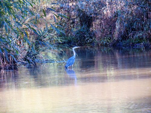 7.-Heron-near-Bathpool-2