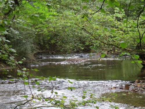 7.-Looking-downstream-to-lower-weir-Muzzy-Grove-Copse