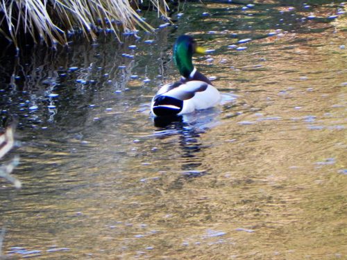 7.-Mallard-on-Chalk-Water-2