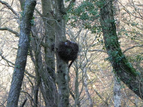 7.-Nest-Larcombe-Foot