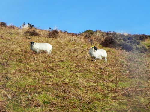 7.-Sheep-above-Hoccombe-Water-2