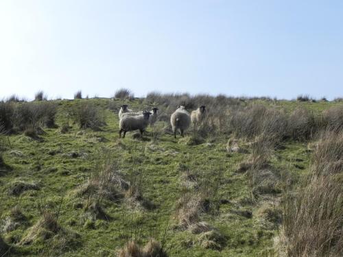 7.-Sheep-near-Aclands-Farm