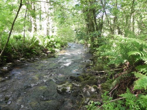 7.-Upstream-from-Barbrook-5