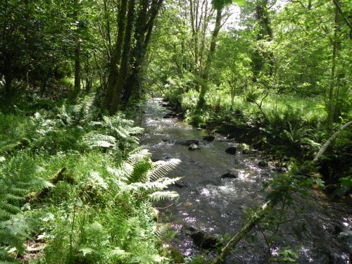 7.-Upstream-from-Barbrook-6