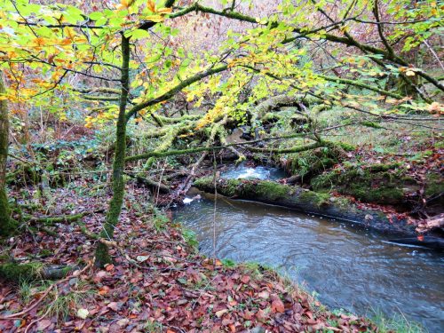 7.-Upstream-from-Beer-Lane-Ford-15