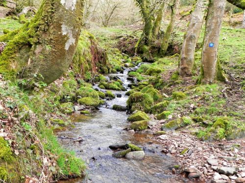 7.-Upstream-from-River-Avill-2