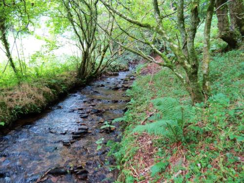 70.-Flowing-below-Stolford-Wood-2