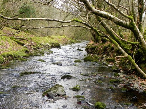 70.-Flowing-through-Lawn-Wood-2